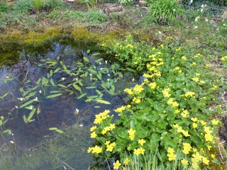 Water hawthorn and Marsh marigolds