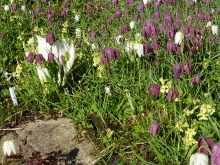 Snakes-head fritillaries, skunk cabbage and oxlips in the marshy bed.