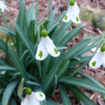 Galanthus Trymposter