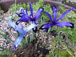 Iris reticulata Clairette and Blue Note