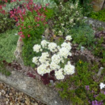 Saxifrages in flower