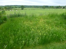Yellow rattle has weakened the grass