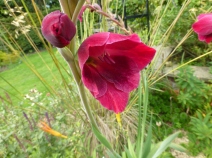 Gladiolus papilio 'Ruby'