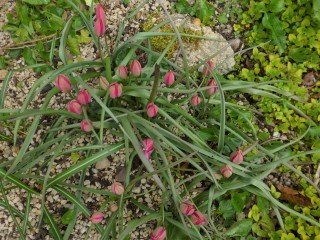 Tulip "Little Beauty"